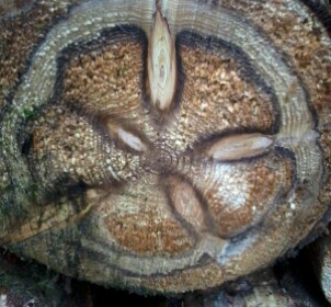 Der Baum